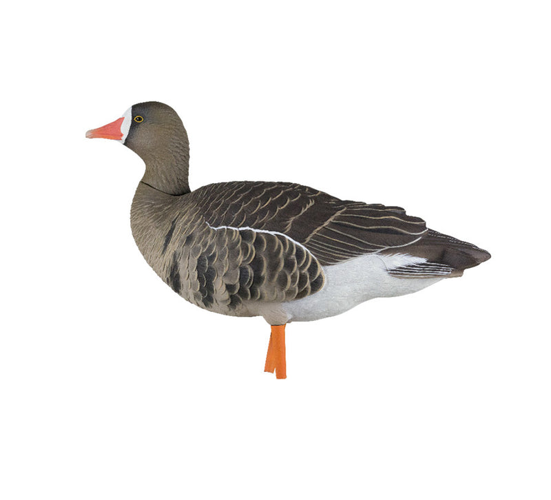 Avian-X - AXP Specklebelly Fusion Pack 6 Decoys