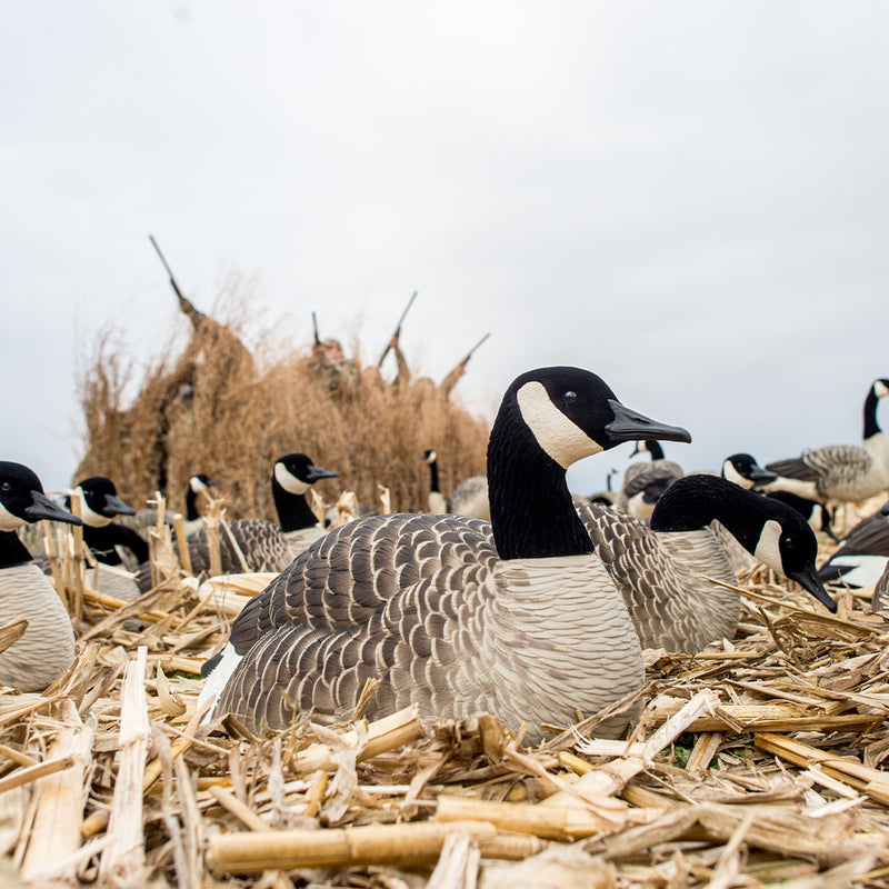 Avian-X - A-Frame Blind Mossy Oak Shadow Grass Blades
