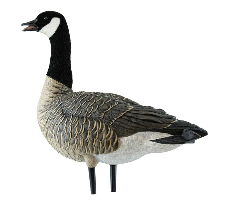 Avian-X - AXF Lessers Outfitter Pack 12 Decoys with Bag