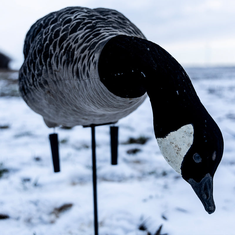 Avian-X - AXF Lessers Outfitter Pack 12 Decoys with Bag