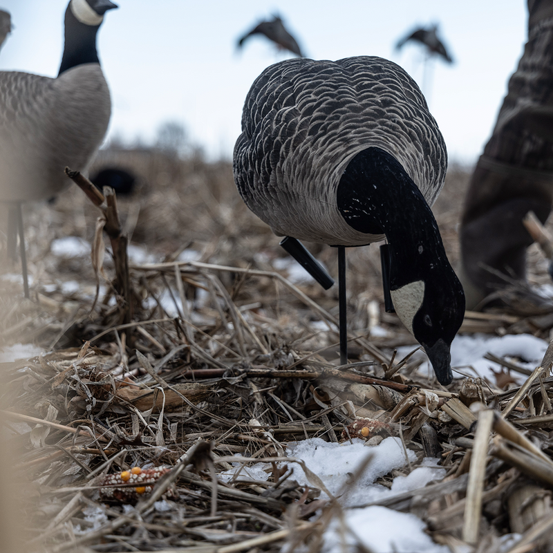 Avian-X - AXF Lessers Outfitter Pack 12 Decoys with Bag