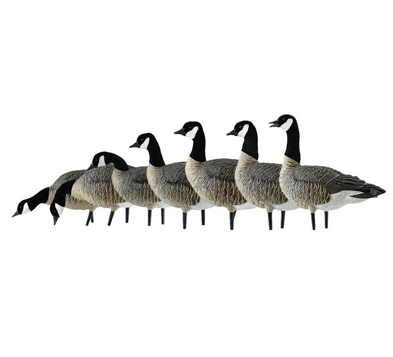 Avian-X - AXF Lessers Outfitter Pack 12 Decoys with Bag
