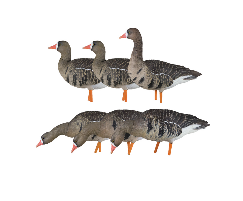 Avian-X - AXF Specklebelly Fusion Pack 6 Decoys