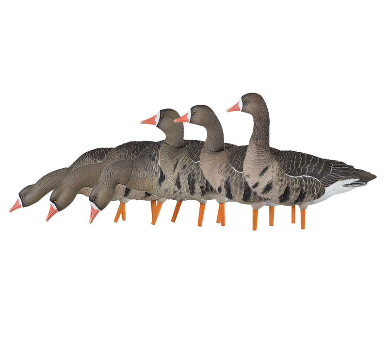 Avian-X - AXF Specklebelly Fusion Pack 6 Decoys