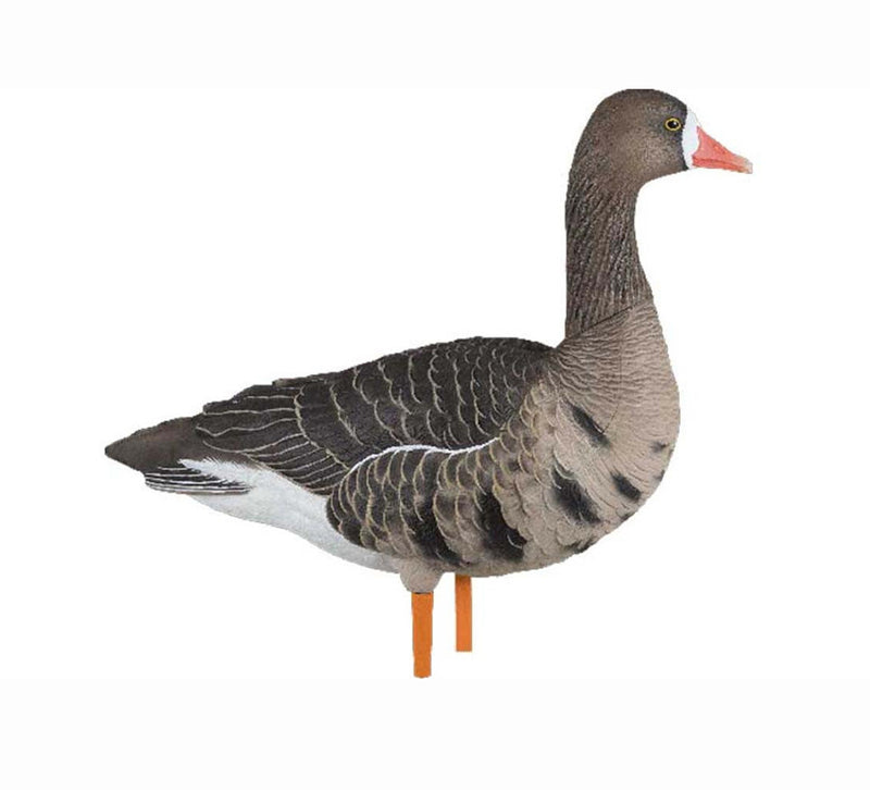 Avian-X - AXF Specklebelly Fusion Pack 6 Decoys