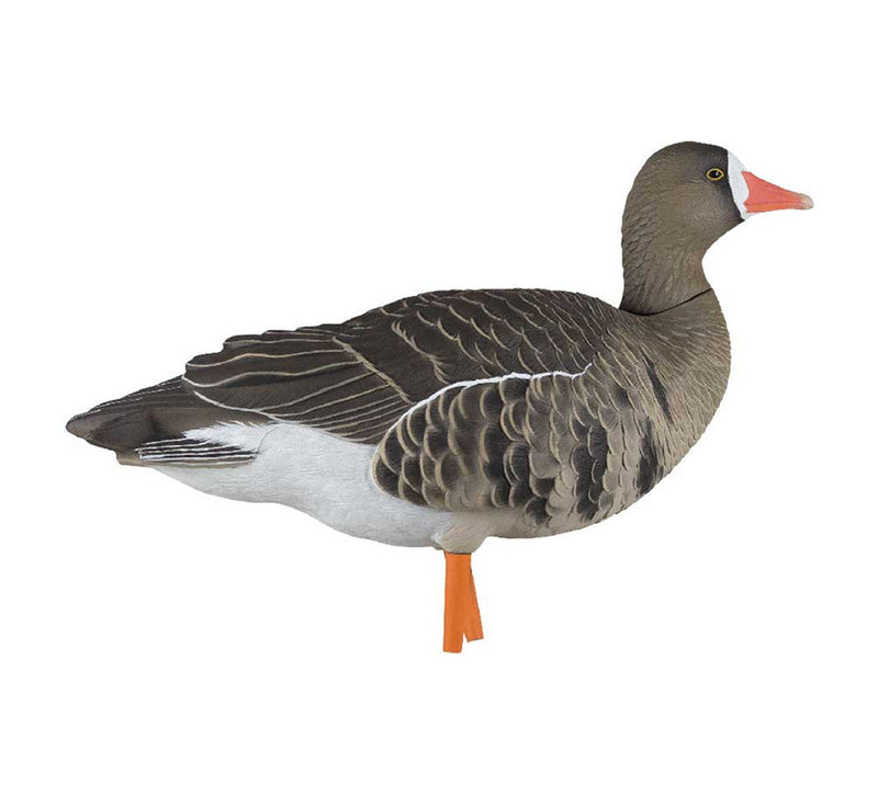 Avian-X - AXF Specklebelly Fusion Pack 6 Decoys