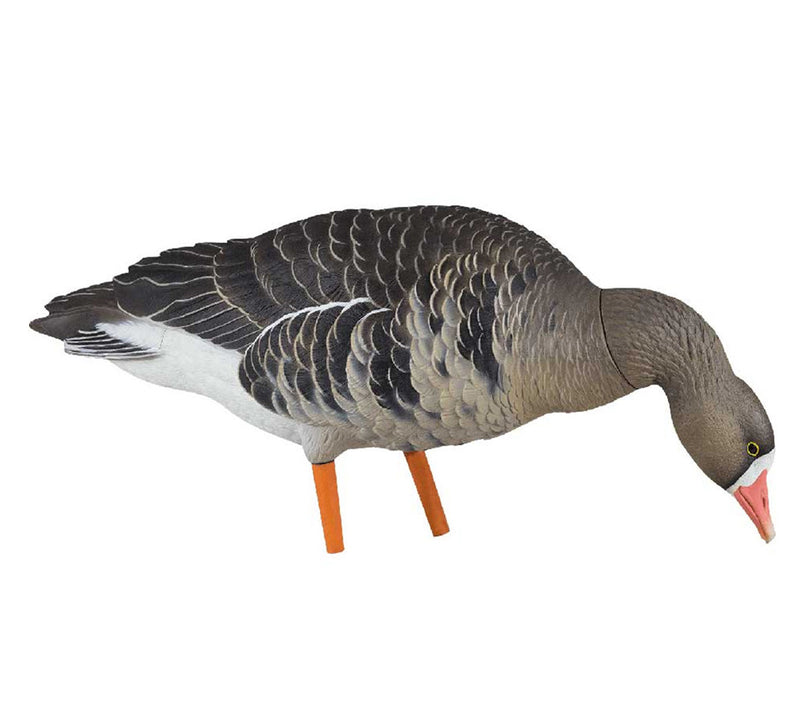 Avian-X - AXF Specklebelly Fusion Pack 6 Decoys