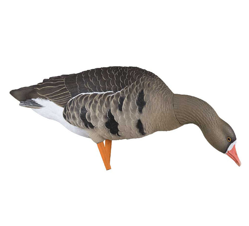 Avian-X - AXF Specklebelly Fusion Pack 6 Decoys