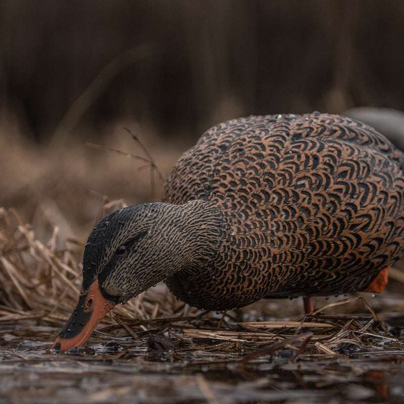 Avian-X - AXP Full Body Mallards: Fusion Pack