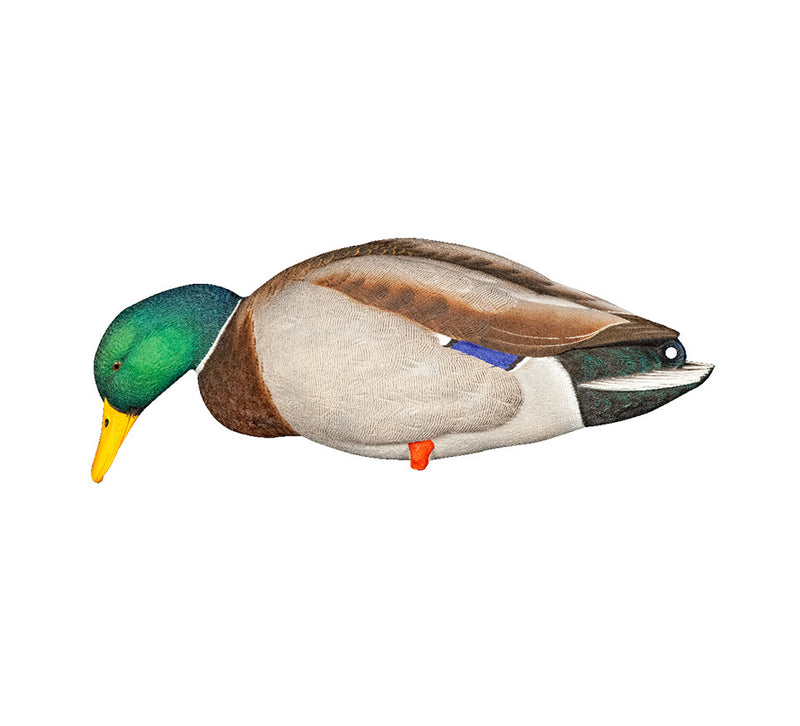 Avian-X - AXP Full Body Mallards: Fusion Pack