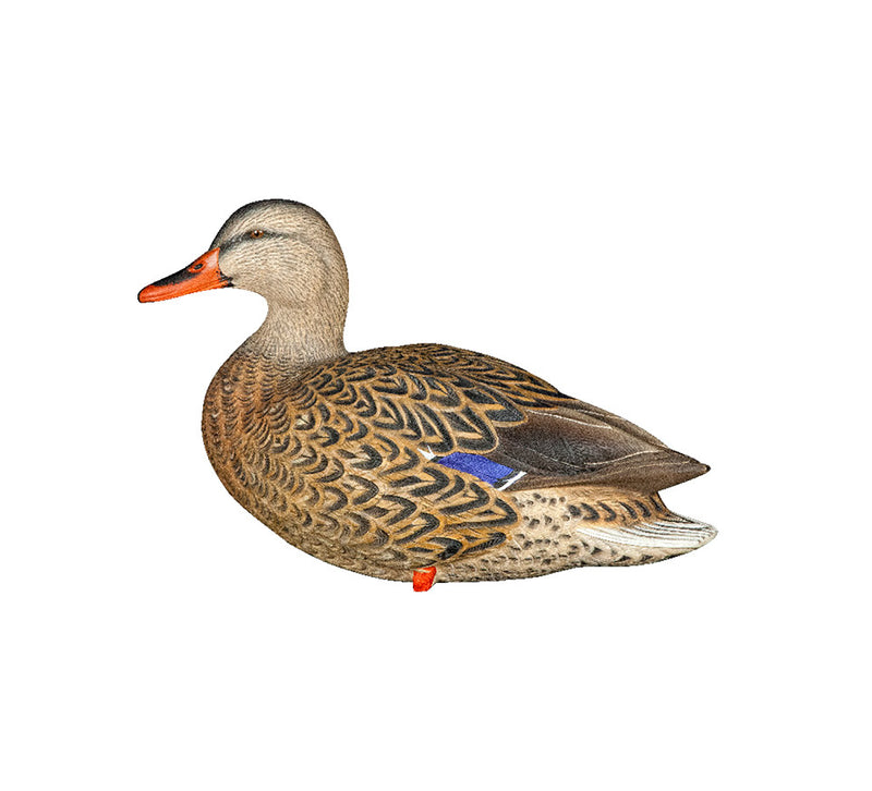 Avian-X - AXP Full Body Mallards: Fusion Pack