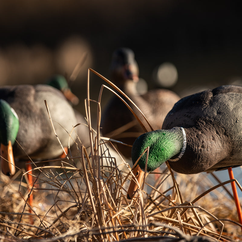 Avian-X - AXP Full Body Mallards: Fusion Pack