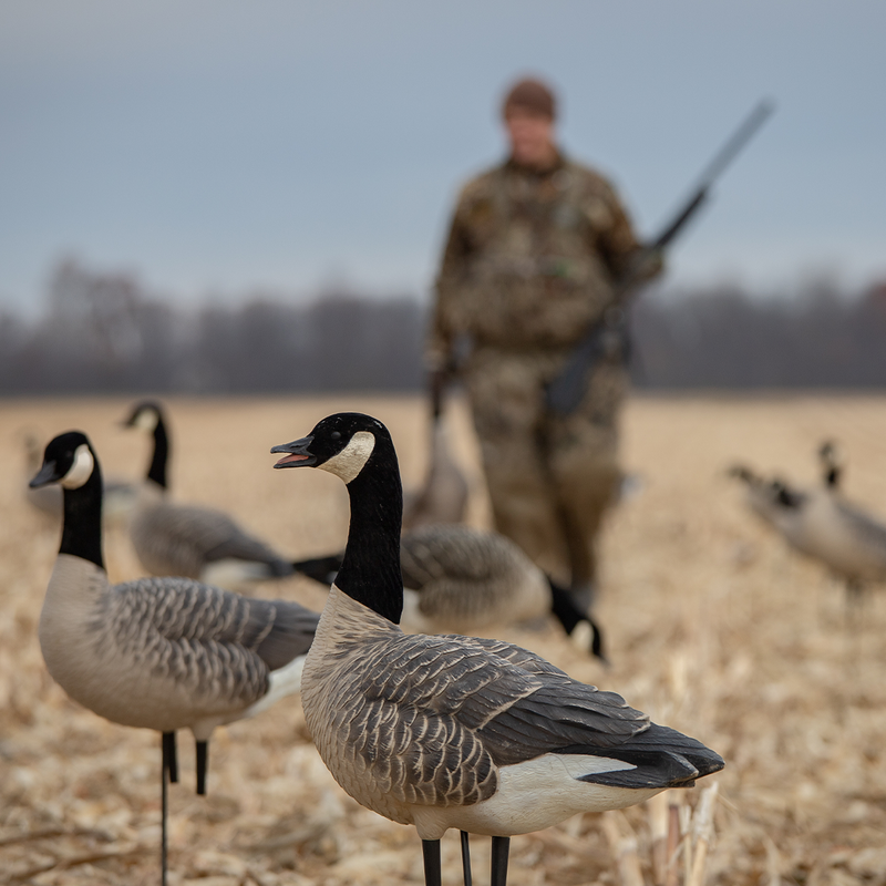 Avian-X - AXP Honkers Feeder Pack 6 Decoys