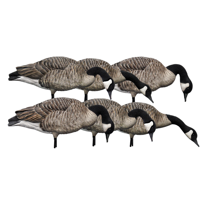 Avian-X - AXP Honkers Feeder Pack 6 Decoys