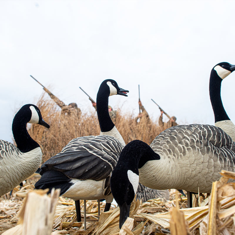 Avian-X - AXP Honkers Fusion Pack 6 Decoys