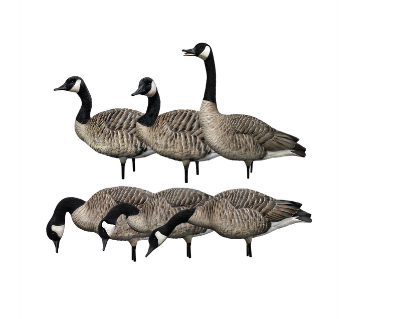 Avian-X - AXP Honkers Fusion Pack 6 Decoys