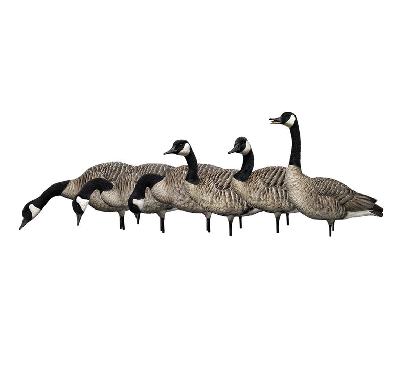 Avian-X - AXP Honkers Fusion Pack 6 Decoys