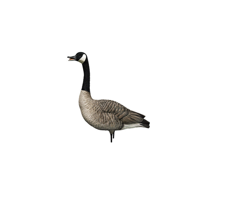 Avian-X - AXP Honkers Fusion Pack 6 Decoys
