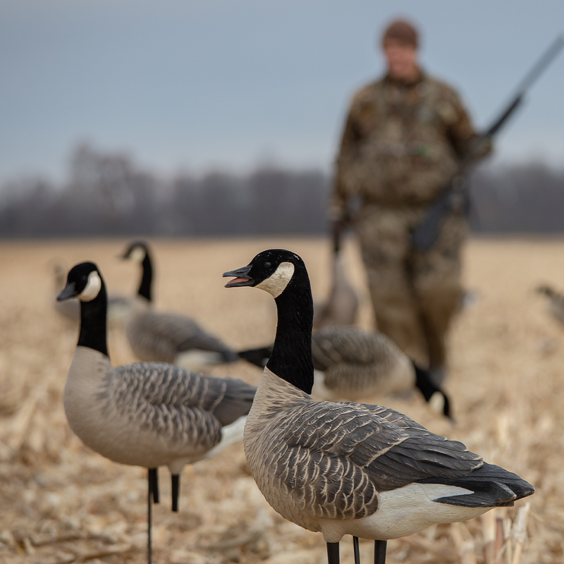 Avian-X - AXP Lessers Active Pack 6 Decoys