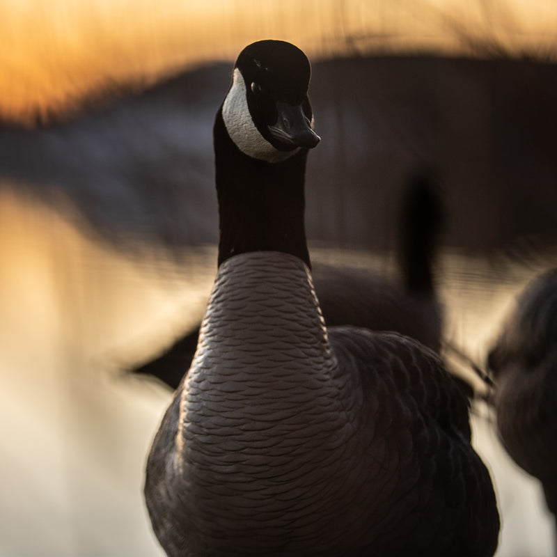 Avian-X - AXP Lessers Active Pack 6 Decoys