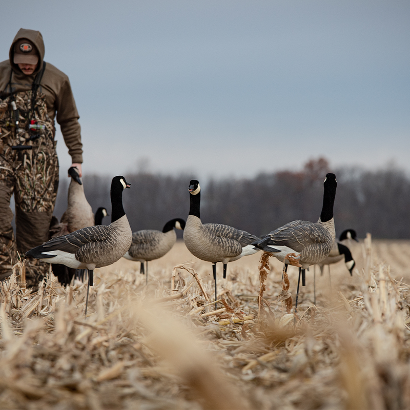 Avian-X - AXP Lessers Active Pack 6 Decoys