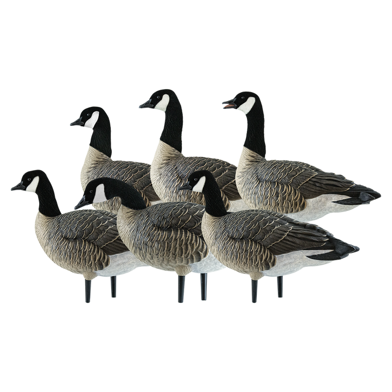 Avian-X - AXP Lessers Active Pack 6 Decoys