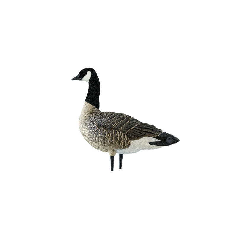 Avian-X - AXP Lessers Active Pack 6 Decoys