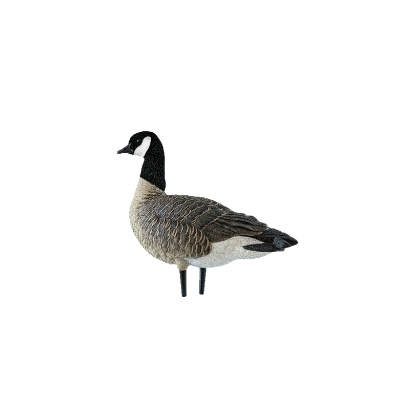 Avian-X - AXP Lessers Active Pack 6 Decoys