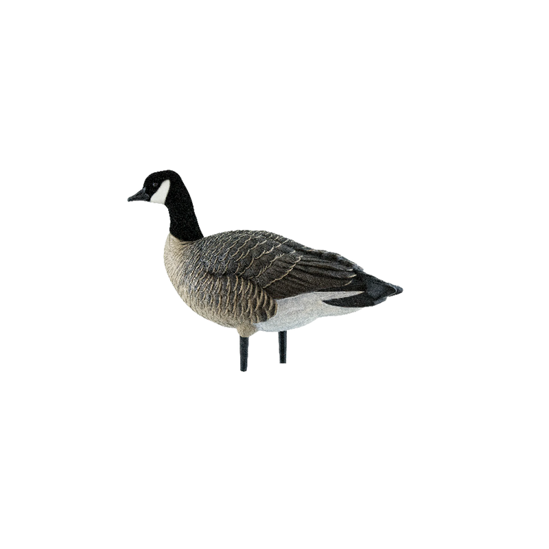 Avian-X - AXP Lessers Active Pack 6 Decoys