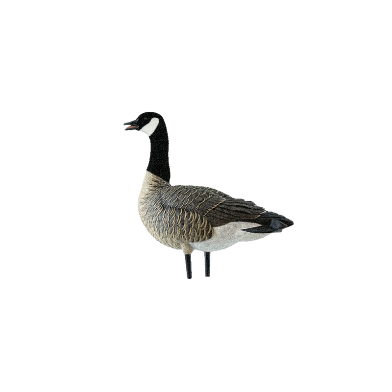 Avian-X - AXP Lessers Active Pack 6 Decoys