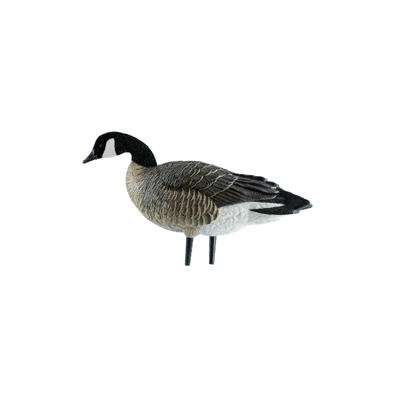 Avian-X - AXP Lessers Active Pack 6 Decoys