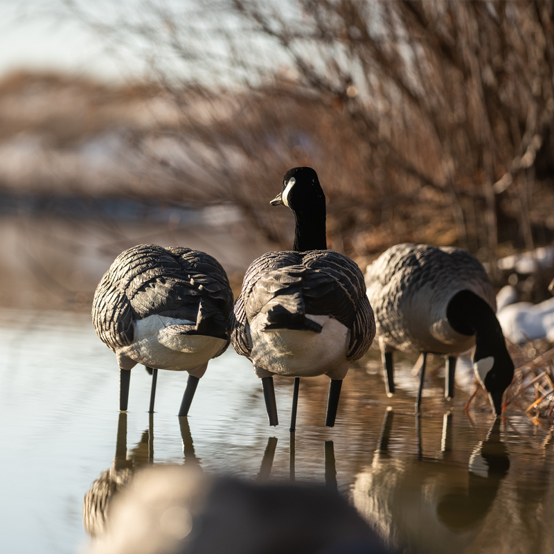 Avian-X - AXP Lessers Active Pack 6 Decoys
