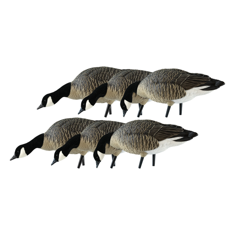 Avian-X - AXP Lessers Feeder Pack 6 Decoys