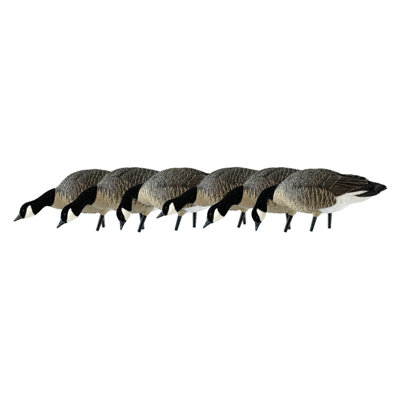 Avian-X - AXP Lessers Feeder Pack 6 Decoys