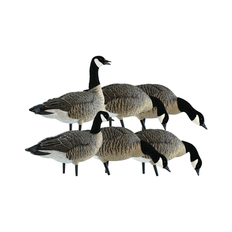 Avian-X - AXP Lesser Fusion Pack 6 Decoys