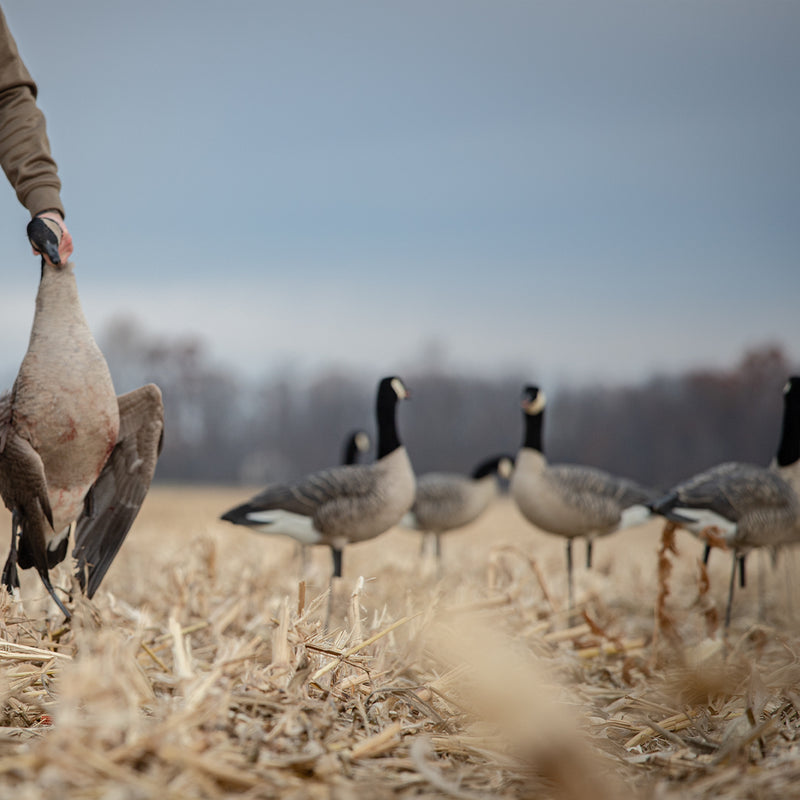 Avian-X - AXP Lessers Outfitter Pack 12 Decoys with Bag