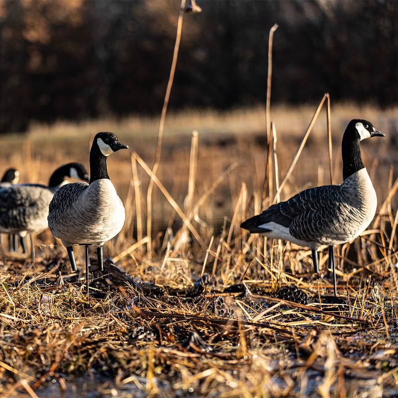 Avian-X - AXP Lessers Outfitter Pack 12 Decoys with Bag