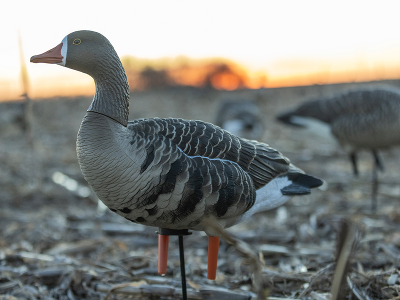 Avian-X - AXP Specklebelly Fusion Pack 6 Decoys