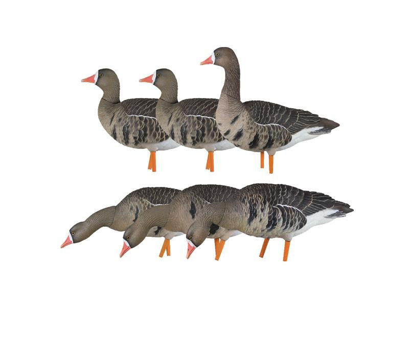 Avian-X - AXP Specklebelly Fusion Pack 6 Decoys