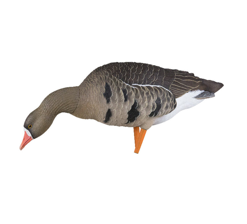Avian-X - AXP Specklebelly Fusion Pack 6 Decoys