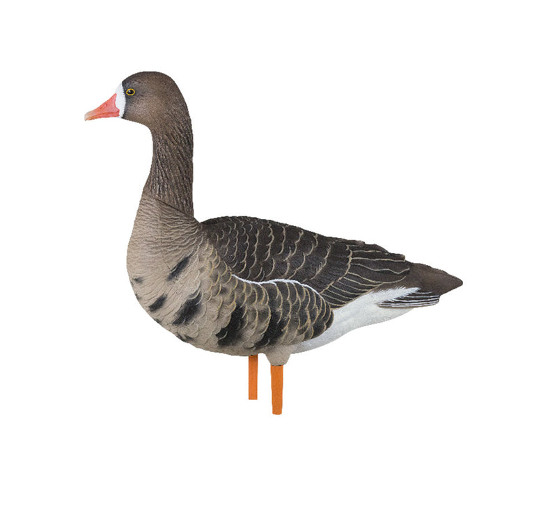 Avian-X - AXP Specklebelly Fusion Pack 6 Decoys