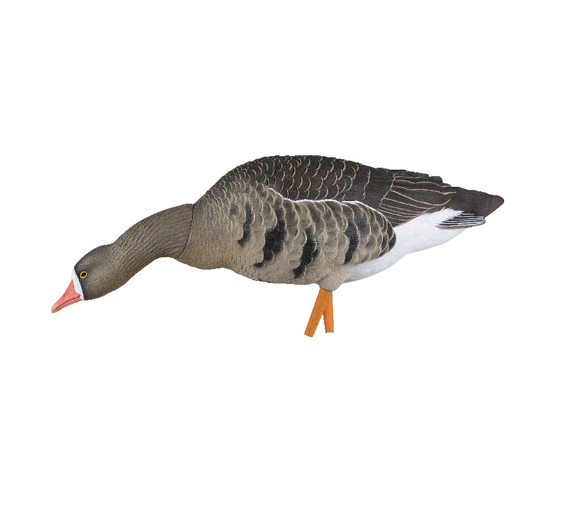 Avian-X - AXP Specklebelly Fusion Pack 6 Decoys