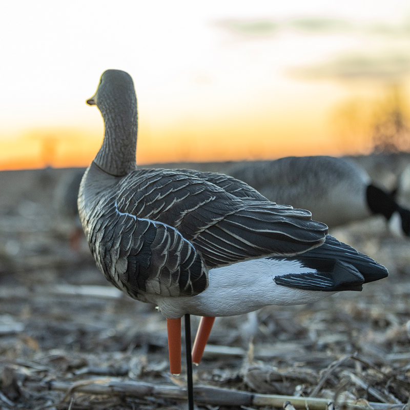 Avian-X - AXP Specklebelly Fusion Pack 6 Decoys