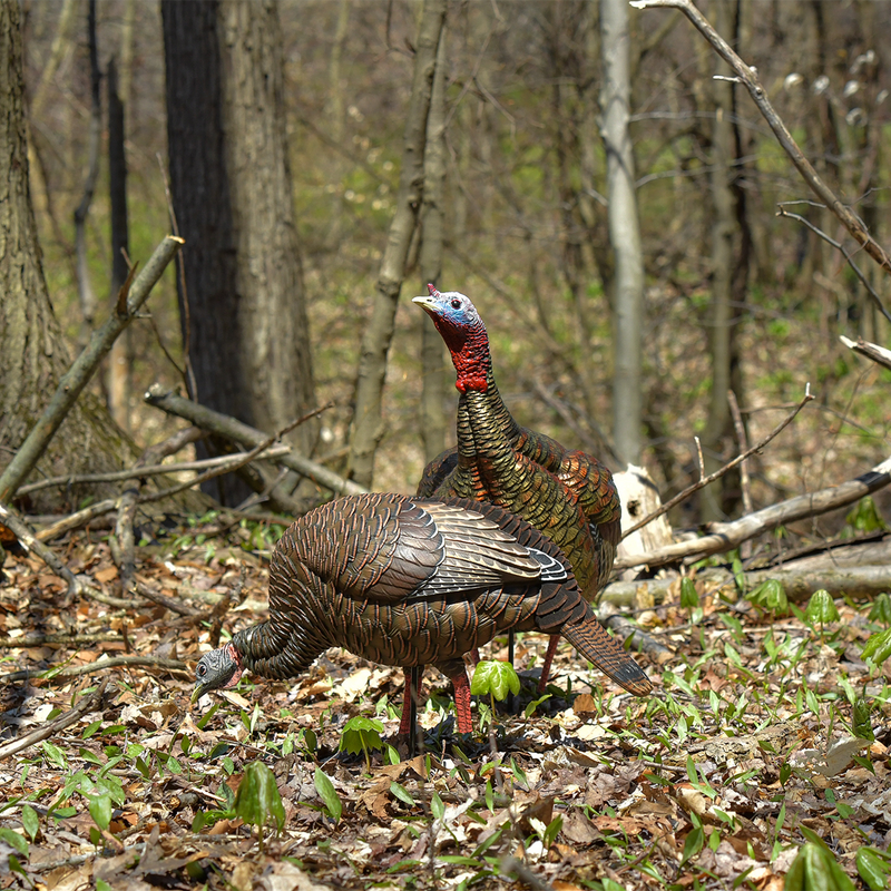 Avian-X - HDR Feeding Hen Turkey Decoy