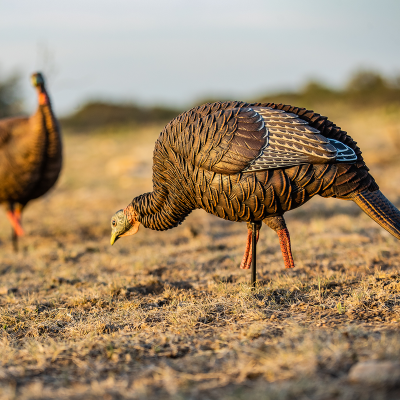 Avian-X - HDR Feeding Hen Turkey Decoy
