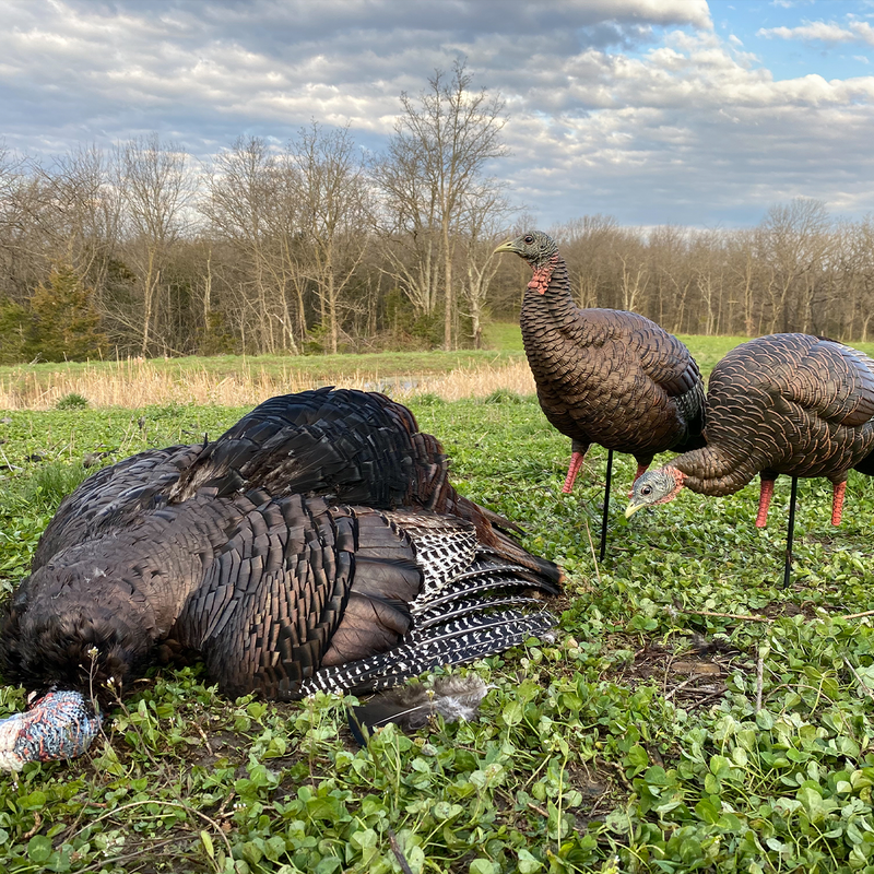 Avian-X - HDR Feeding Hen Turkey Decoy