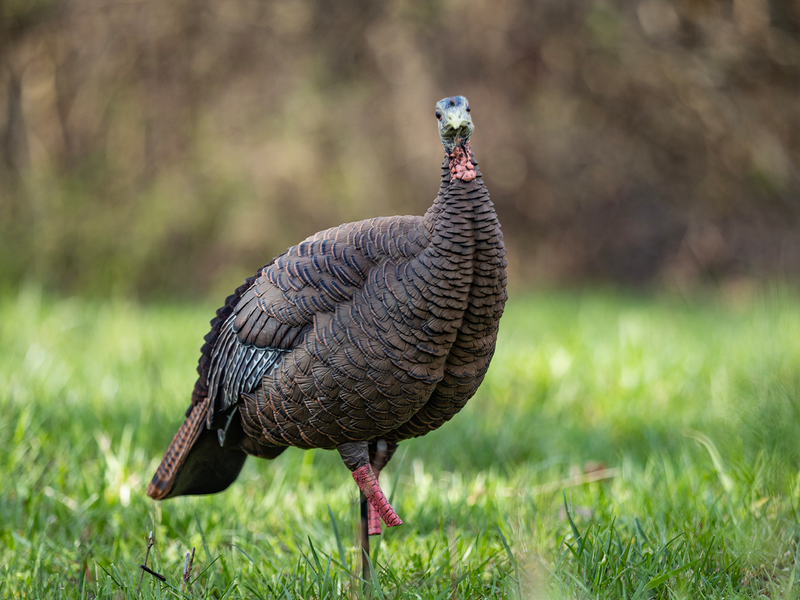Avian-X - HDR Hen Turkey Decoy