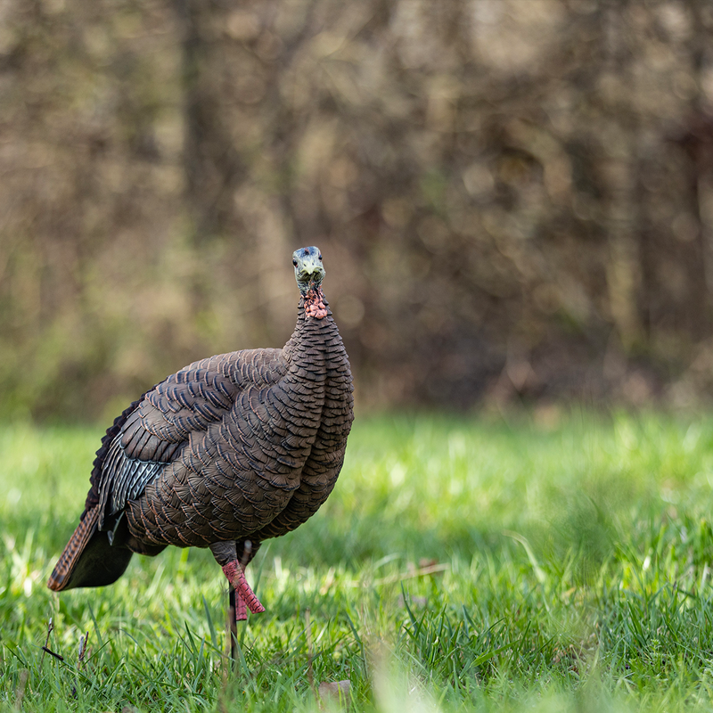 Avian-X - HDR Hen Turkey Decoy