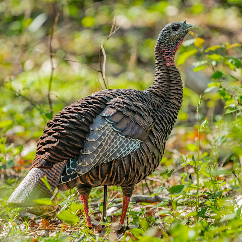 Avian-X - HDR Hen Turkey Decoy