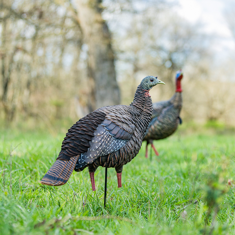 Avian-X - HDR Hen Turkey Decoy